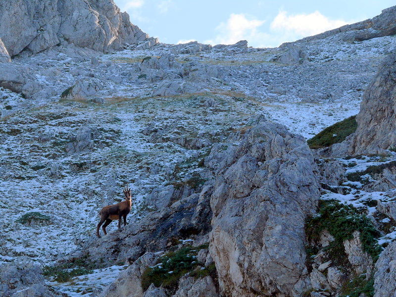 Camoscio d''Abruzzo Rupicapra pyrenaica ornata